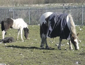 Stray horses a big problem for Limerick City Council.