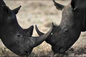 rhino_war-rhino-hunting-south-africa-2012-2-26_0