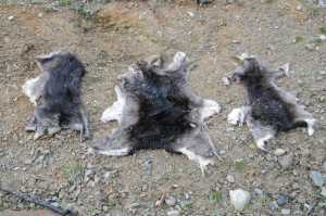 16-12-2013 badger pelts