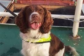 Ollie, the Shannon Airport drug detection dog.