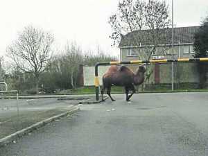 The errant camel on walkabout in Castletroy car park.