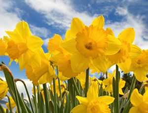 Daffodil Day