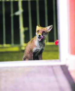 The Thomondgate fox licking his lips in anticipation of a chicken supper. Photo: Brian Gavin 