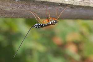 Female Ichneumon Wasp which lays her eggs into the larvae of the Great Pine Sawfly. The “sting” is an egg-laying tube. Picture taken on the South Circular Road, Limerick, August 2005. Picture: John Breen.