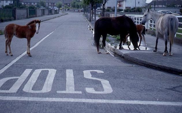 Roaming horses put children at risk