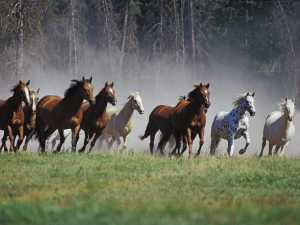 horses