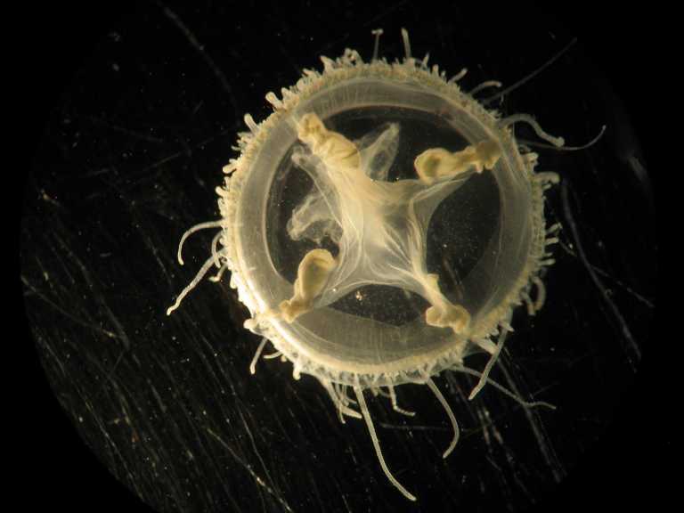 Something wobbly in the lake