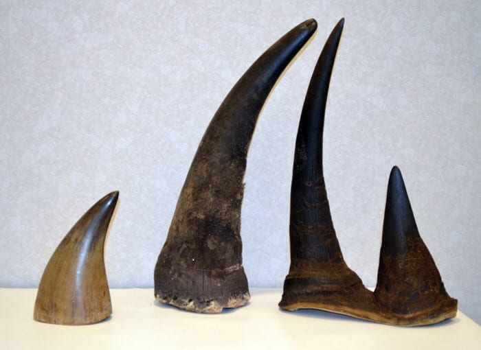 Rhino horn smuggler pleads guilty in US court