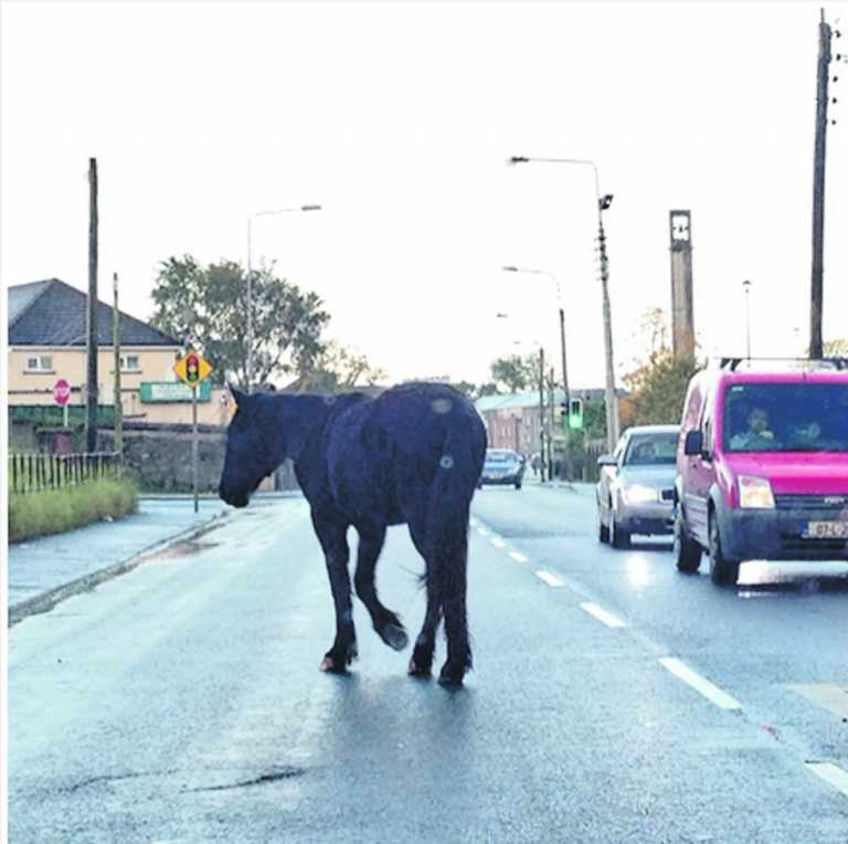 Days left on fate of 12 stray horses seized in Limerick