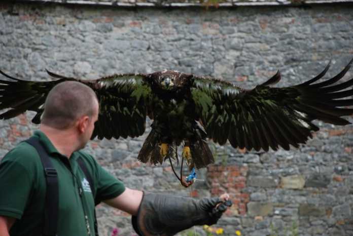 American bald eagle