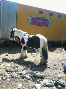circus