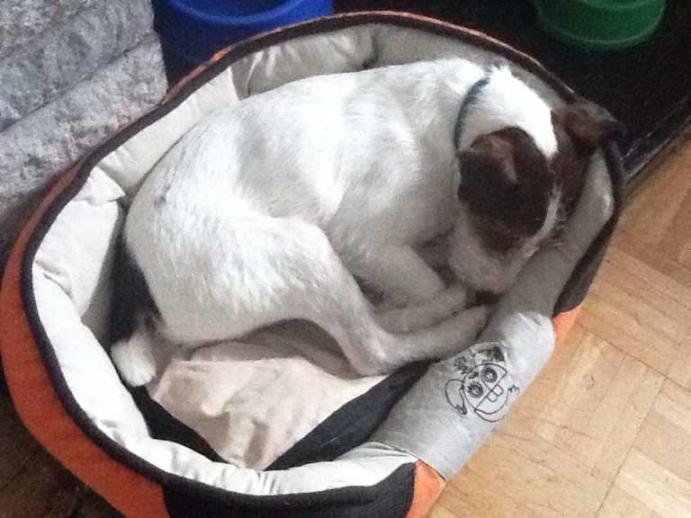 Dog survives 300-foot cliff fall