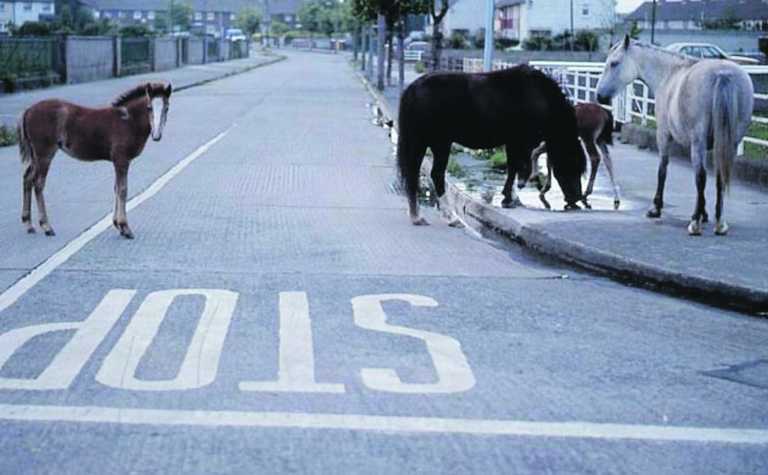 Council put down 1,000 horses