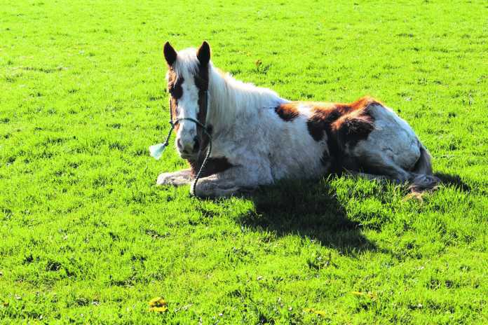 Horse in Garryowen Picture Brendan Gleeson