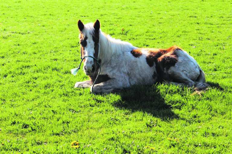 No bespoke plan in place for control of horses in Newcastle West