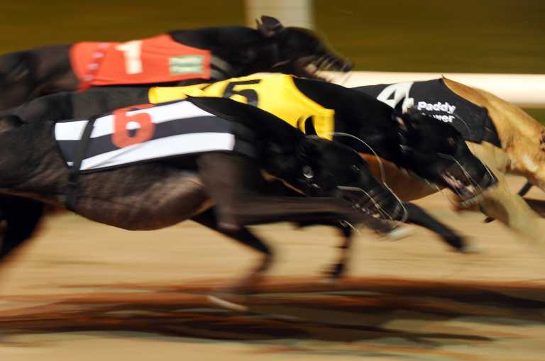 Suspension of greyhound racing and new Covid-19 Greyhound Care Payment Scheme