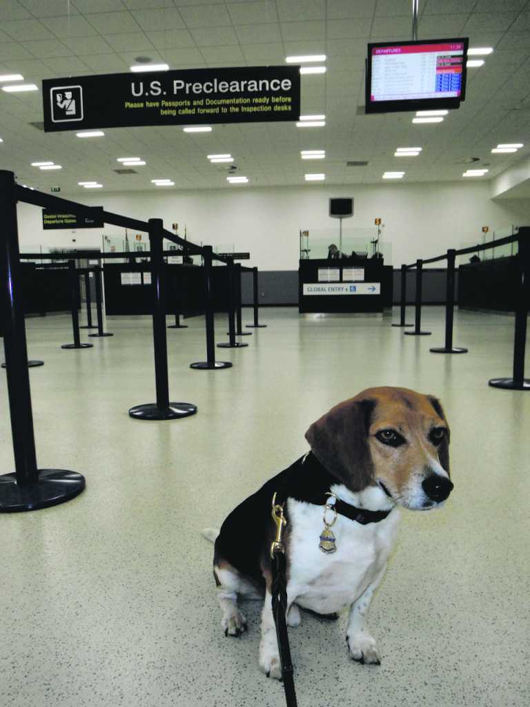 Kingston is top dog at Shannon Airport