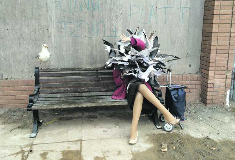 Don’t feed the gulls in Limerick… or the media