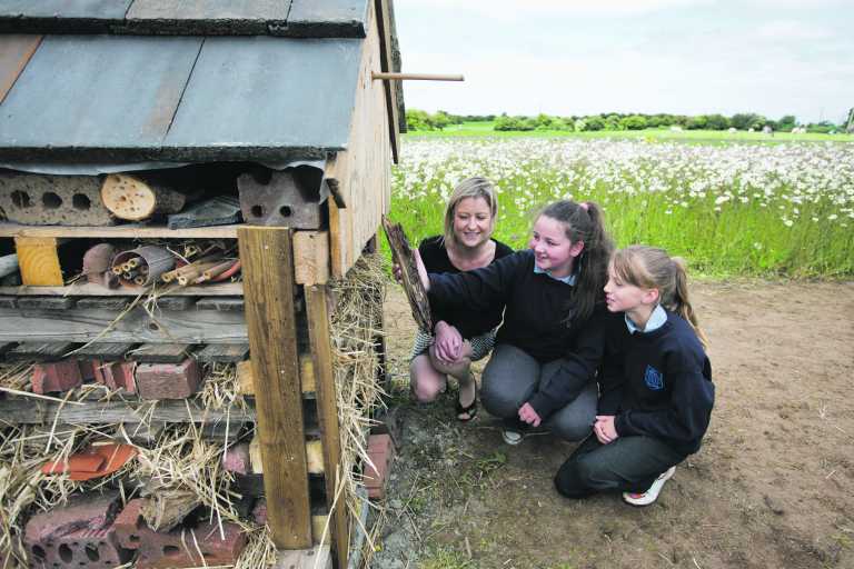 County Limerick town is set for an insect invasion