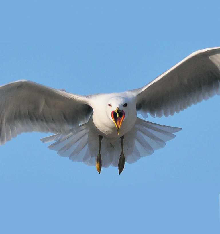 Limerick animal rights group swoop to defend the seagulls