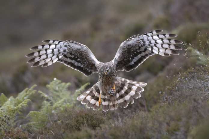 Hen-harrier
