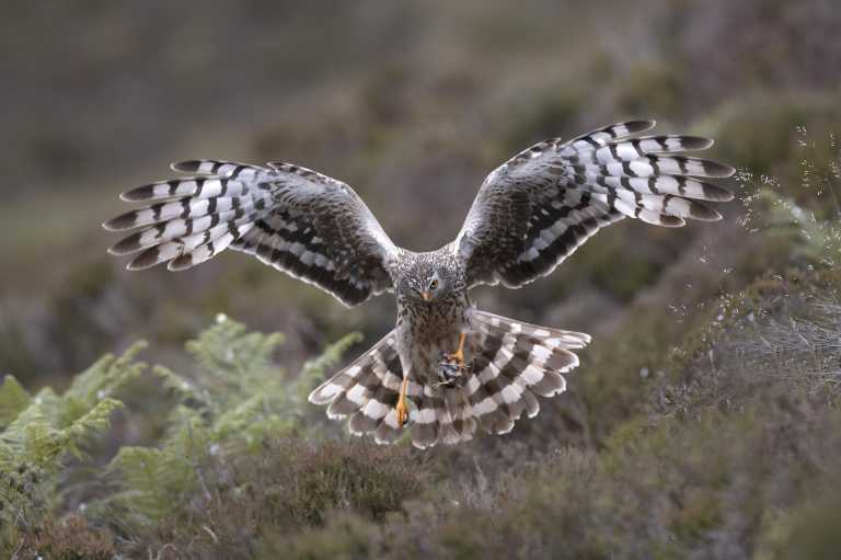 Hen harrier initiative will benefit Limerick farmers