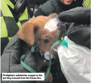 dogrescuefire