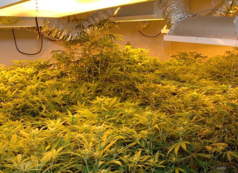 #BREAKING Substantial cannabis grow house found at Limerick farm