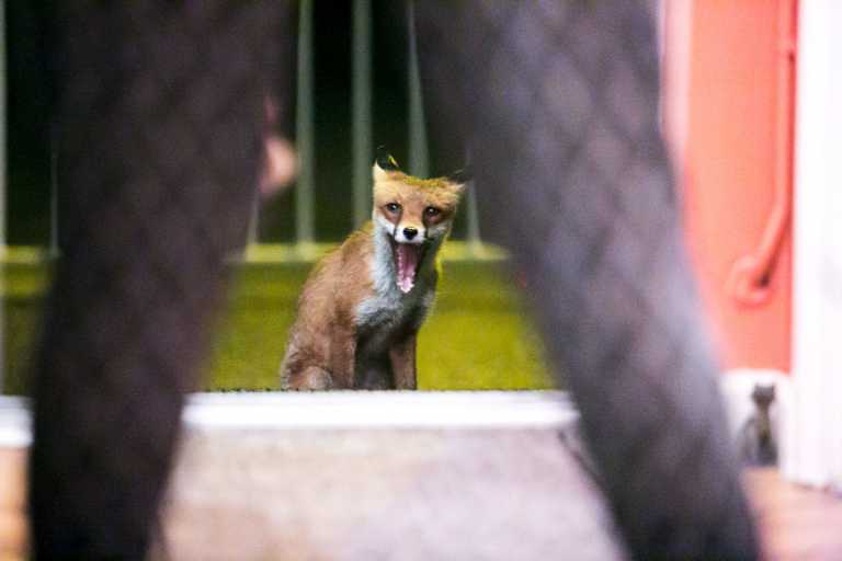Meet Limerick’s ‘Foxy Lady’