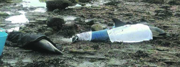 Limerick holidaymakers help save stranded dolphins