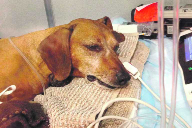 Warning of ‘sinister’ dog poisoning on Loop Walk