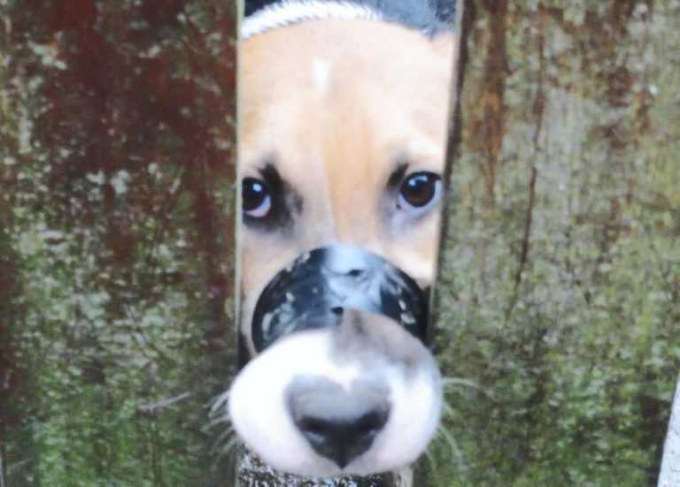 Woman taped dogs mouth shut as she didn’t have a muzzle