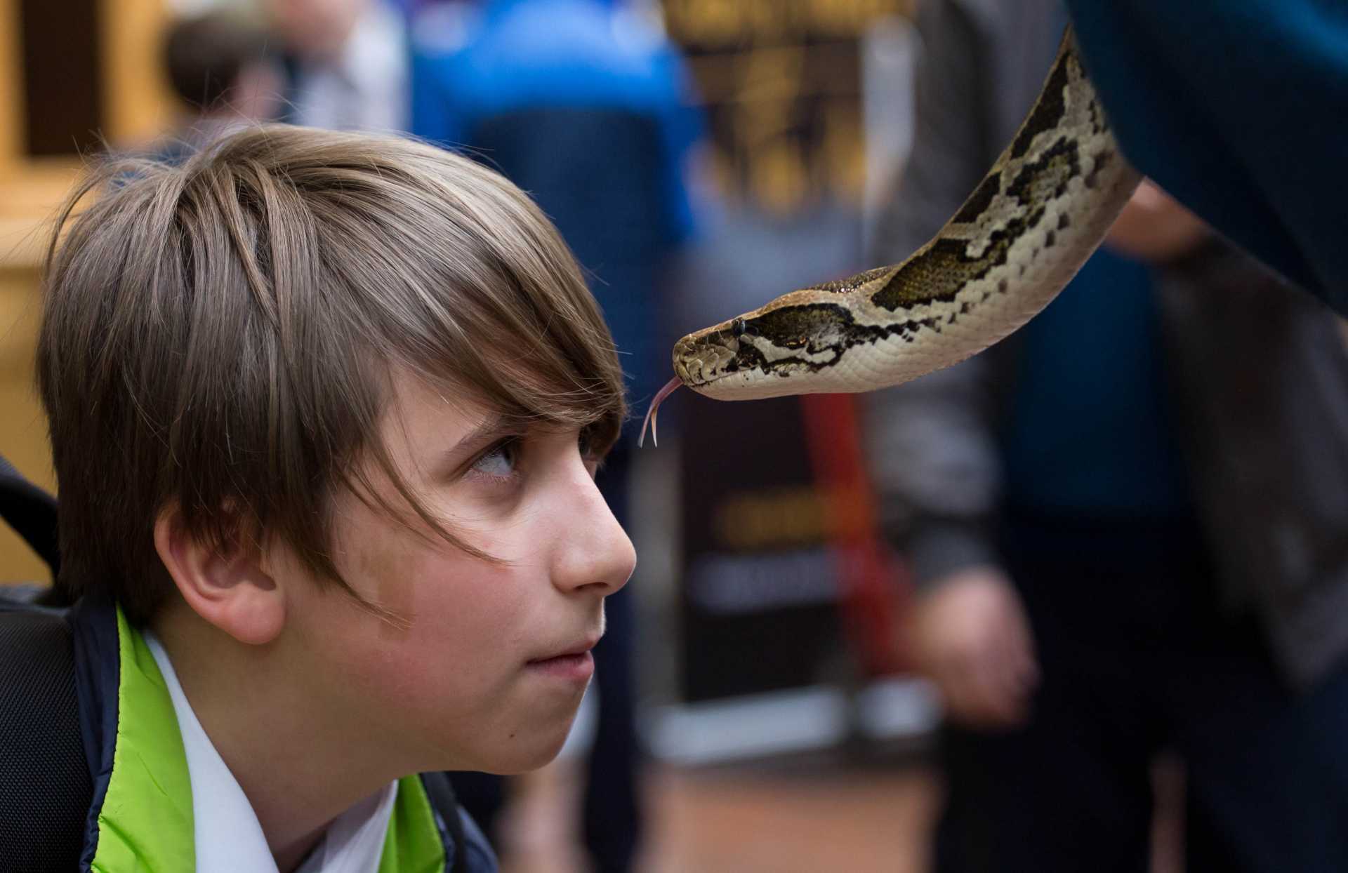 Reptiles rule at University of Limerick science week animal roadshow