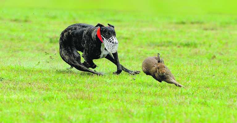 Pregnant hares held in Glin coursing compound
