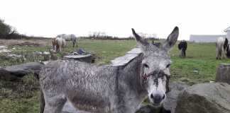 Injured donkey