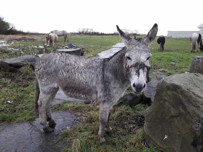 Injured donkey