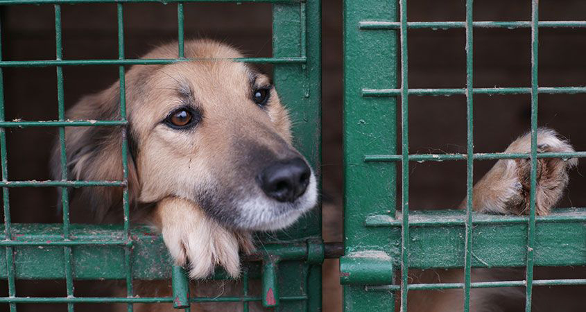 Limerick dog shelter had three times the average kill rate