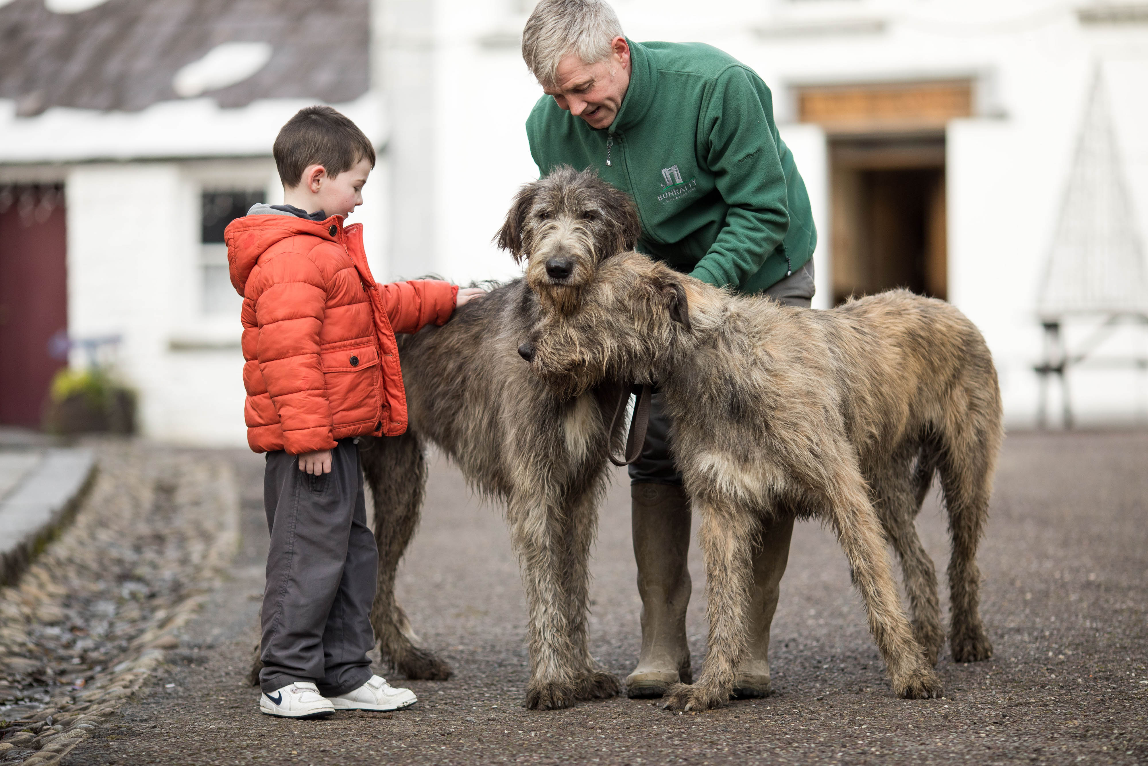 Irish Wolfhounds make their return to Bunratty