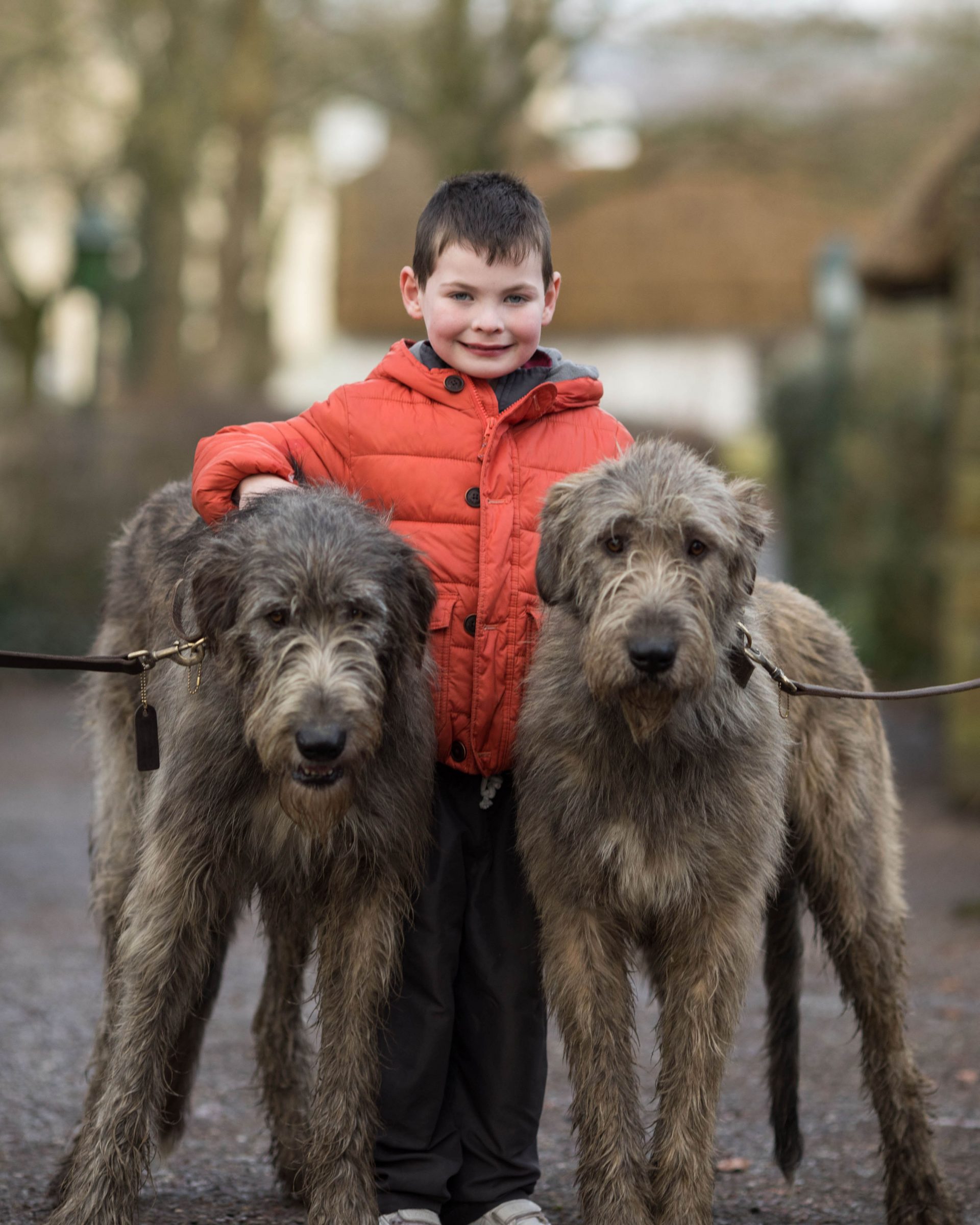 Irish Wolfhounds make their return to Bunratty