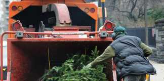 Christmas tree disposal