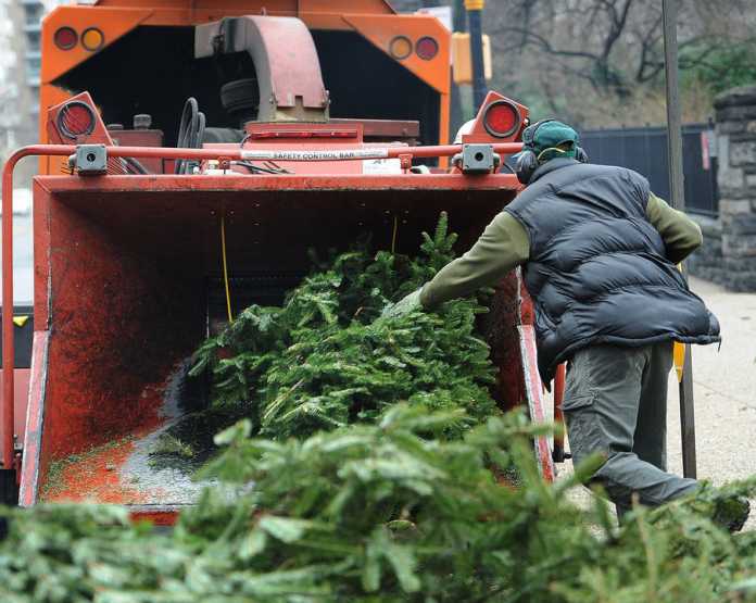 Christmas tree disposal Christmas tree disposal