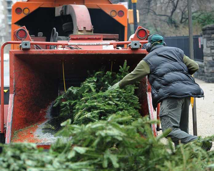 Christmas tree disposal