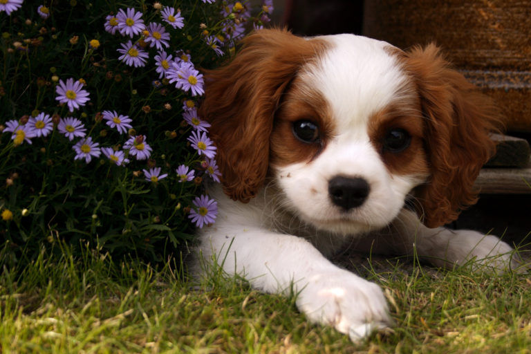 Most popular dog name in Limerick revealed