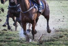 Limerick's Conor McNamara rides first career winner in Killarney - Limerick Post Newspaper