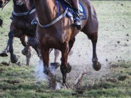 Limerick's Conor McNamara rides first career winner in Killarney - Limerick Post Newspaper