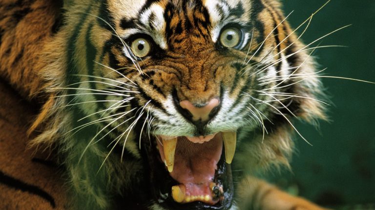 Limerick’s CWB bringing a classy premier to the city on Saturday