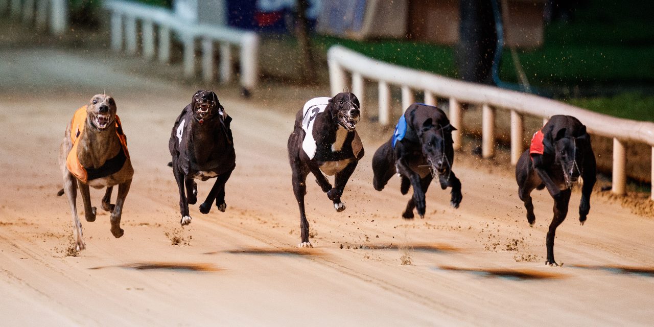 Limerickowned dogs net a combined €20,000 in one of the most open