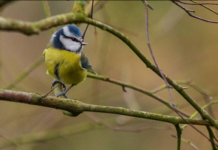 A blue-tit resting a branch at University of Limerick. Picture: Cian Reinhardt