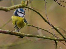 A blue-tit resting a branch at University of Limerick. Picture: Cian Reinhardt