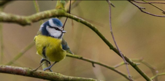 A blue-tit resting a branch at University of Limerick. Picture: Cian Reinhardt